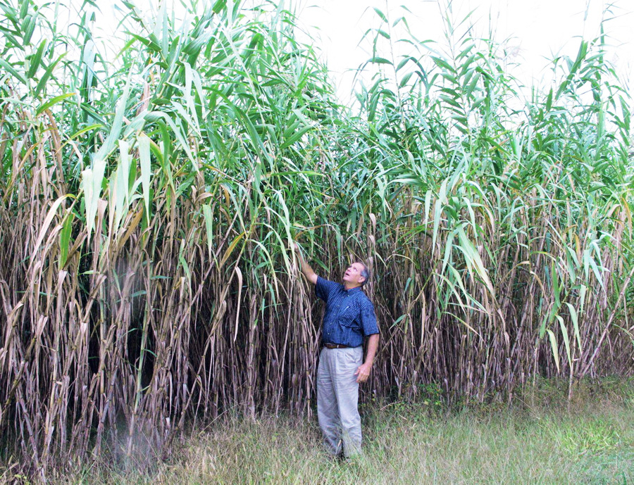 Врожайність гігантського міскантуса досягає 20 тонн сухої речовини з гектара. Фото з сайту TBO.com