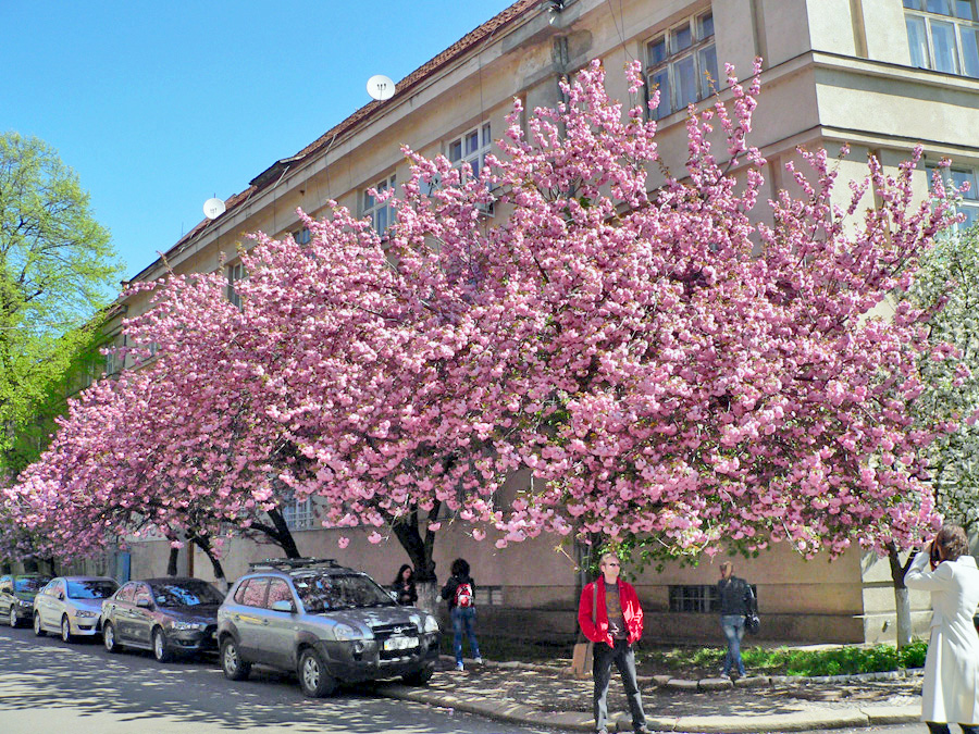 Сакура мукачево фото