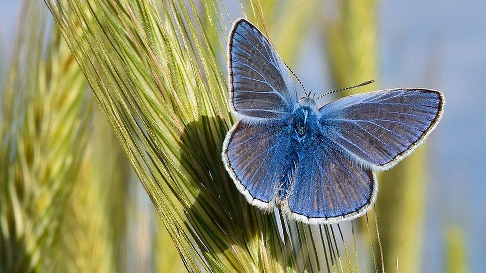 Блакитний метелик Polyommatus icarus