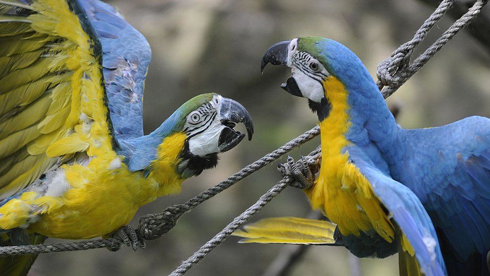 Бразильські папуги арара