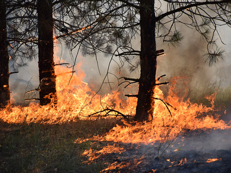 За лічені хвилини спалахнув Новопетрівський ліс. Фото надане ДСНС у Миколаївській області