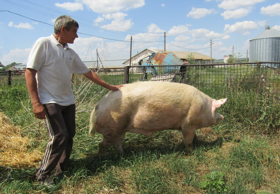 Окрім породистих свиней, племзавод має ще баранів унікальної іранської породи гайсари (баран — 160 кг вагою, вівця — 140 кг). Фото автора