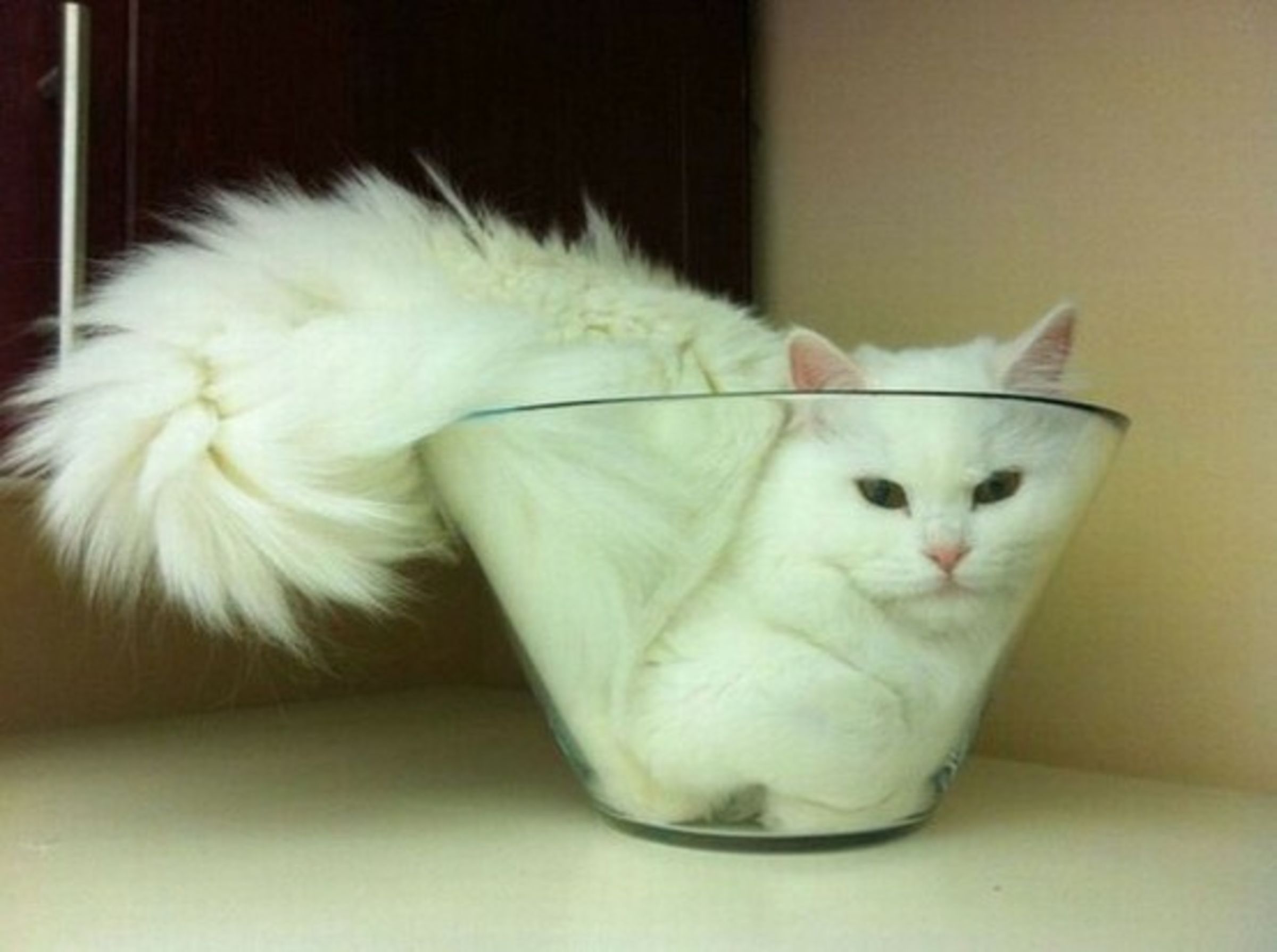 Коти можуть бути відром або мискою. Фото з сайту pinimg.com