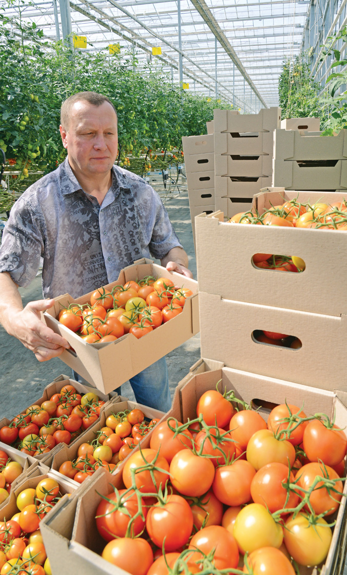 За якість цих помідорів виробник відповідає. Фото Володимира ЗАЇКИ