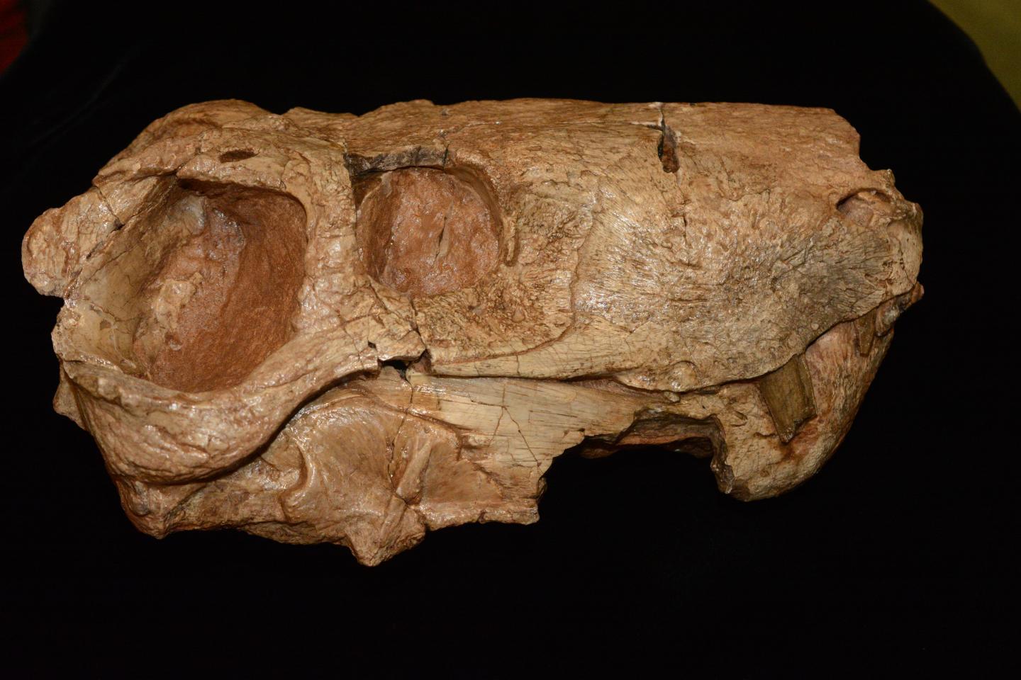 Череп горгопоспіана, ссавця та головного хижака, що жив близько 255 мільйонів років тому. Череп палеонтологи знайшли у 2009 році в Замбії. 