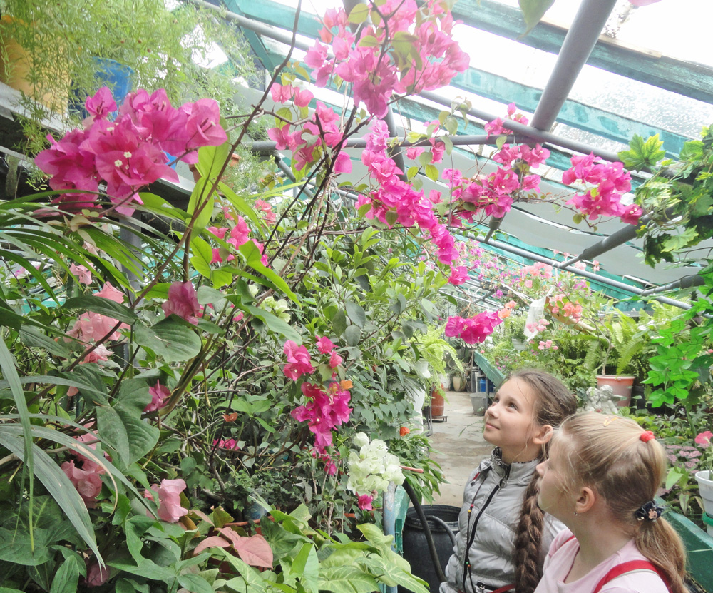 В теплицях Севердонецкого Центру еколого-натуралістичної творчості учнівської молоді дбають про чотири сотні різновидів семи десяти сімейств рослин. Фото з архівів Центру