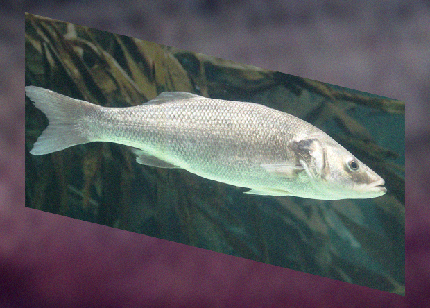 Звичайний лаврак (лат. Dicentrarchus labrax – вид риб із сімейства моронових. Рибу ще називають морським вовком, сібасом (від англ. Sea bass), морським судаком.