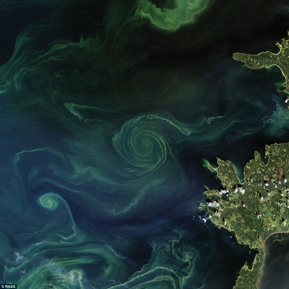 За останні роки цвітіння водоростей у Балтійському морі призвело до появи «мертвих зон» 