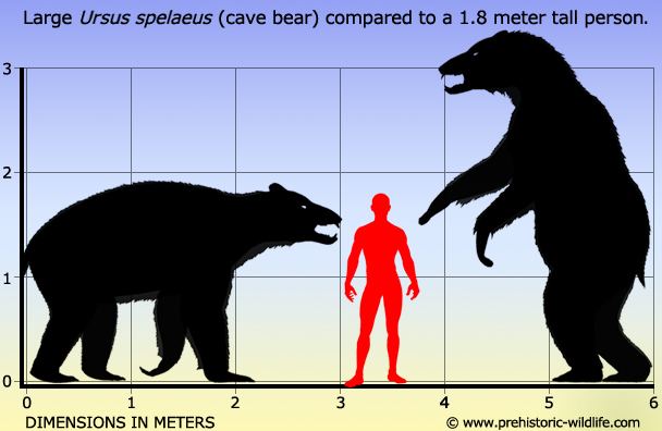 Печерний ведмідь (Ursus spelaeus) і людина ростом 180 см.