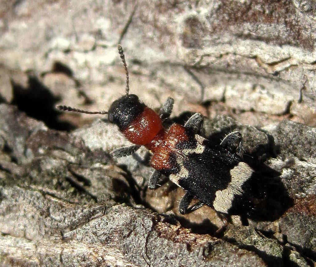 Thanasimus formicarius – мурахожук – особи якого здатні знаходити яйця, личинок, лялечок і дорослих жуків короїдів під корою дерев, знищувати їх, забезпечуючи біологічний захист дерев.