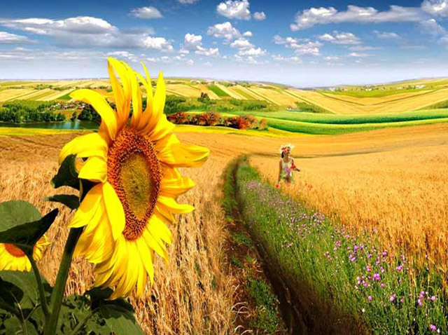 На своїй Богом даній землі і пшениця щедріше колоситься, і сонях ближче до Сонця. Фото з сайту noiarianiidaci.jimdofree.com