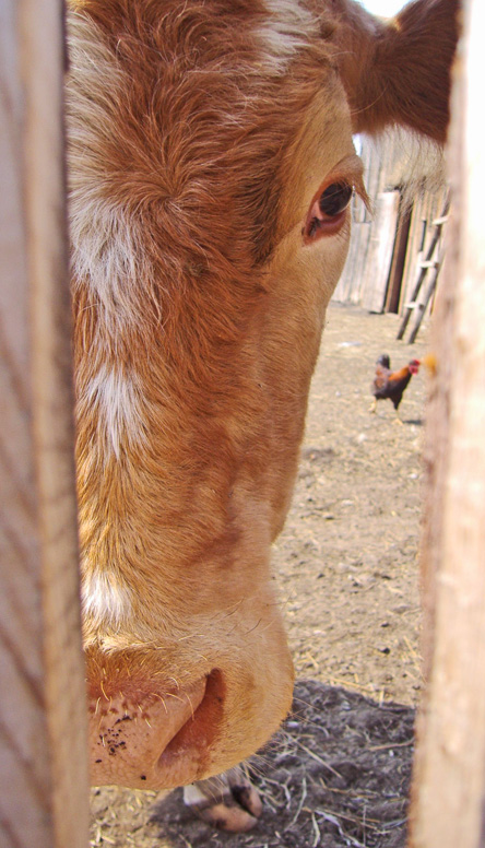 Селянські корови поліпшують статистику, але їх воліють не бачити. Фото з сайту clicr.org