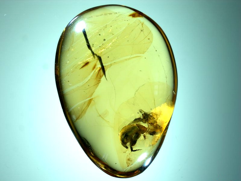 Доісторичний жук «розповів» вченим, коли вперше на Землі з'явилися квіти. Фото: онлайн-журналу PNAS