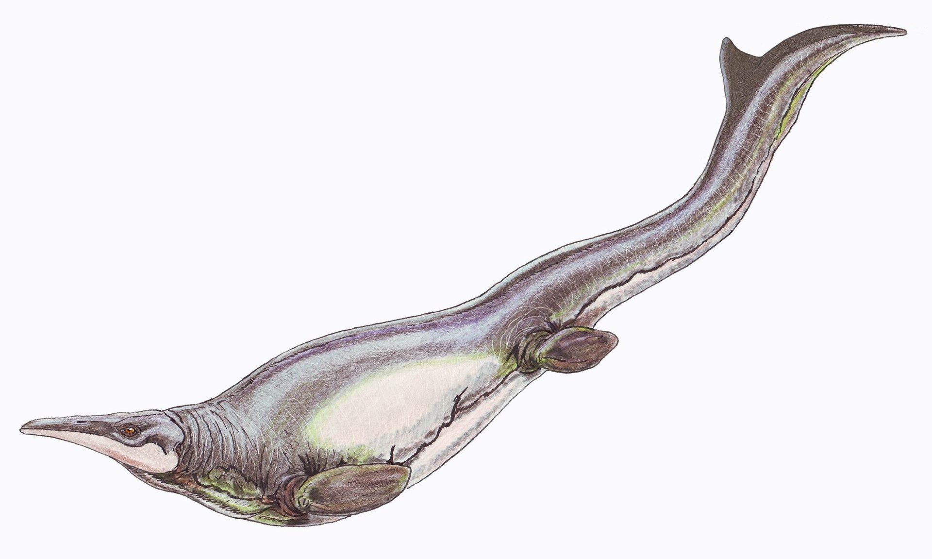 Доісторичний хижак, який жив 150 мільйонів років тому, зовні більше нагадує дельфіна, ніж крокодила.