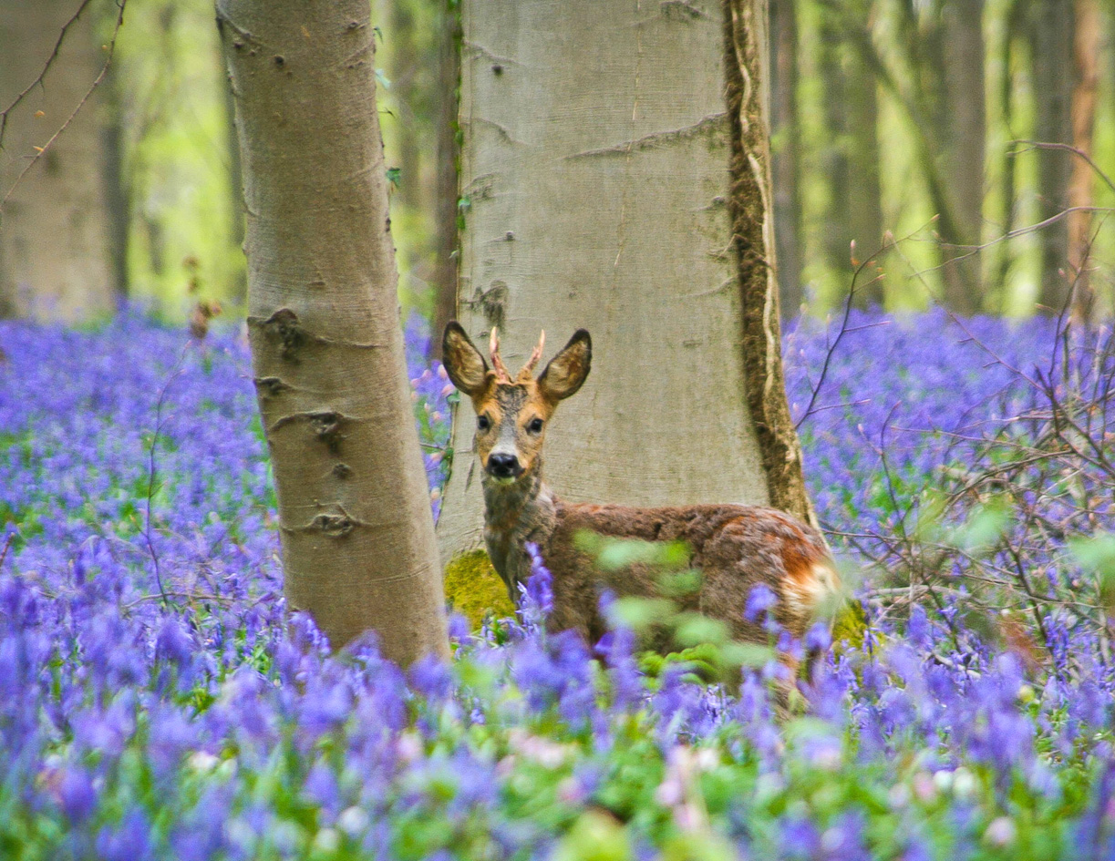 Від середини квітня й до початку травня ліс поблизу Брюсселя прикрашає блакитний килим диких гіацинтів. Фото з сайту hallerbos.be