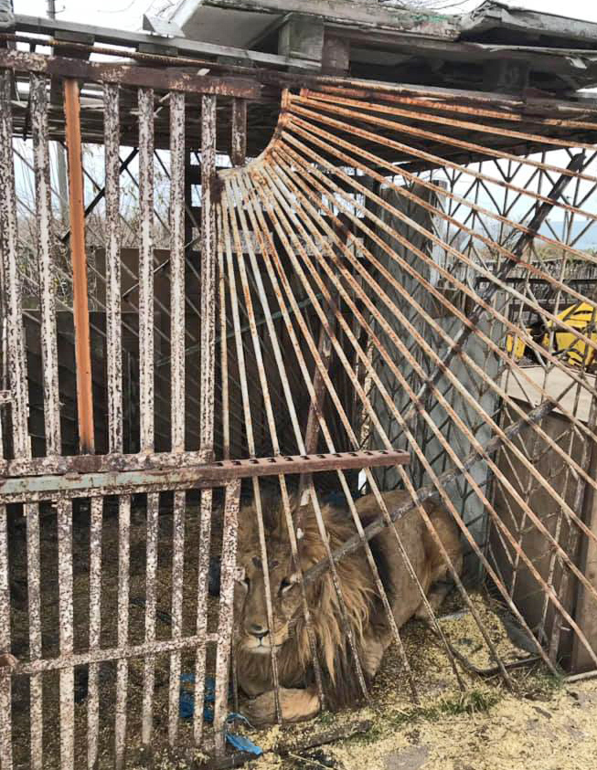 Приречені бранці «зоопарку смерті». Затісні покої для царя звірів. Фото надав автор