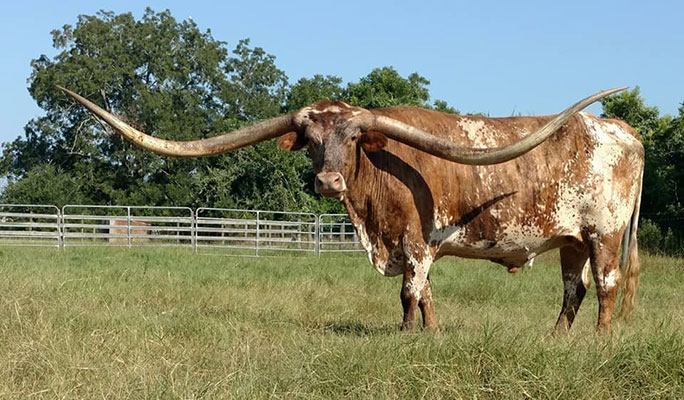 Колишній рекордсмен бик Сато з Бей-Сіті, штат Техас, станом на 30 вересня 2018 року мав розмах рогів 320,99 см (10 футів 6,3 дюйма).