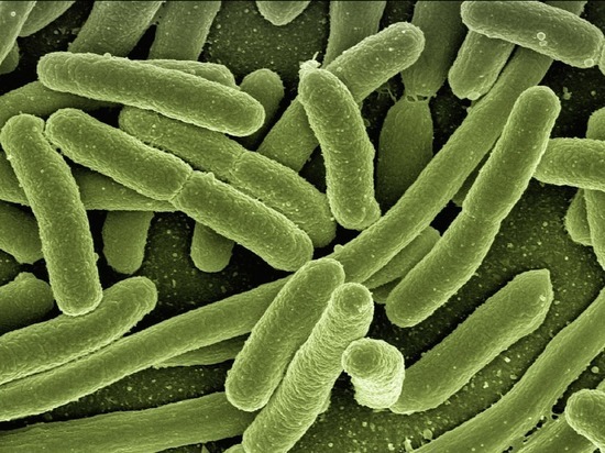 Знайдено бактерії, які допомагають худнути фото: pixabay.com