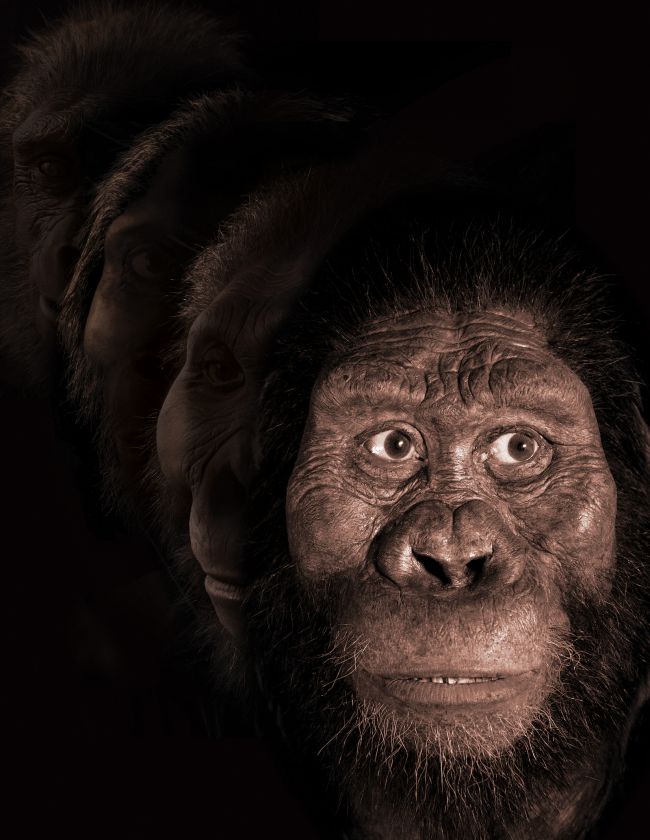 Майже повний череп древнього і Australopithecus anamensis був недавно виявлений в Ефіопії. Древній родич «Люсі», був розміром з шимпанзе і мав великі зуби, ніж у «Люсі».