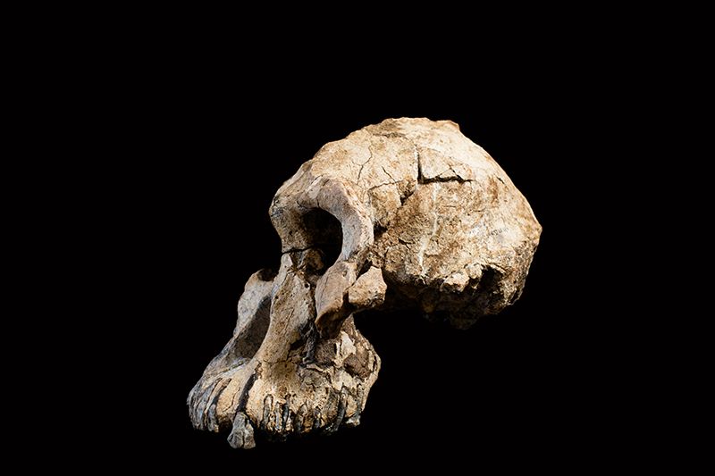 Майже повний череп виду Australopithecus anamensis був виявлений в Ефіопії в 2016 році. Фото: Дейл Оморі / Музей природної історії Клівленда.
