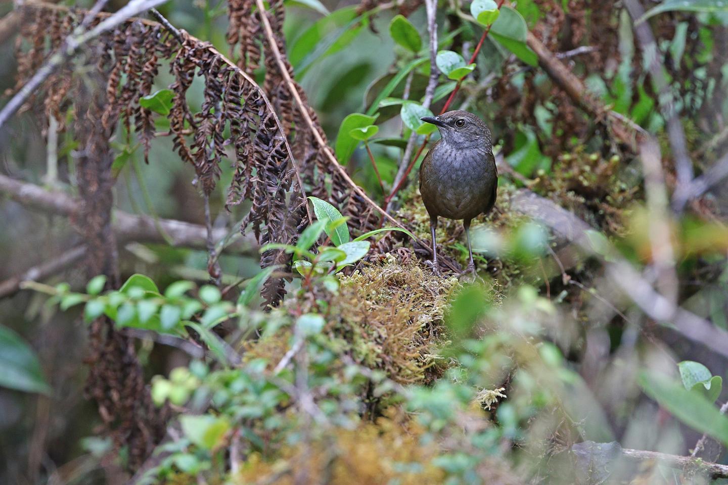 Коник-плісняк Таліабу – один з нових видів птахів, виявлений під час експедиції на індонезійському острові Таліабу.