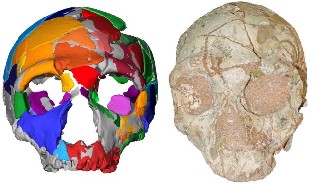 Зображення найдавнішого черепа Homo Sapiens надано авторським правом Катерини Харваті з Університету Еберхарда Карлсена в Тюбінгені.