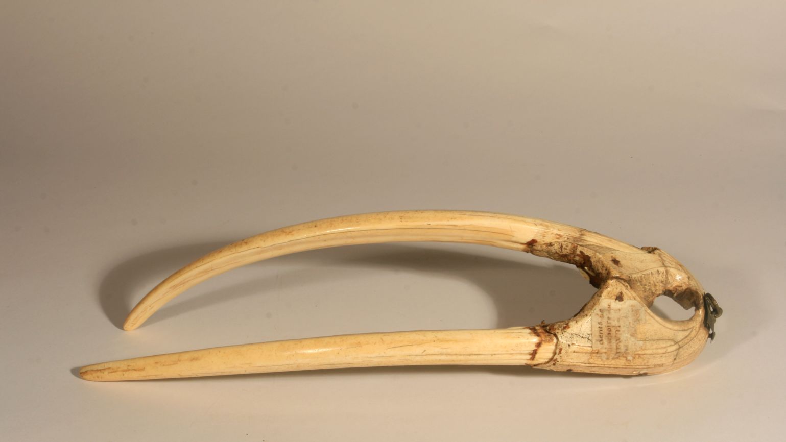 Рострум (череп) з бивнями мамонта, який вчені використовували під час дослідження. Дата: близько 1200-1400 рр. Фото: Musées du Mans.