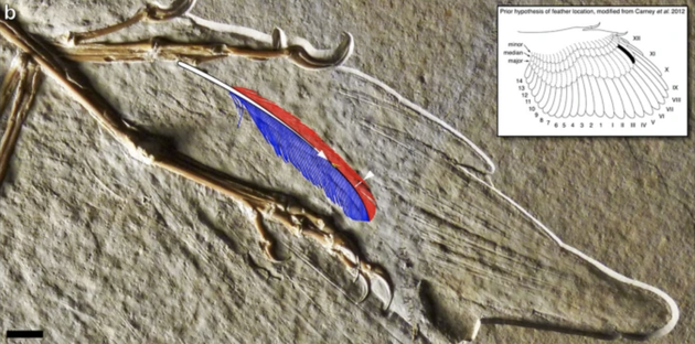 Примірник археоптерикса, що показує спинну поверхню правого крила, накладену на обриси скам'янілого пера