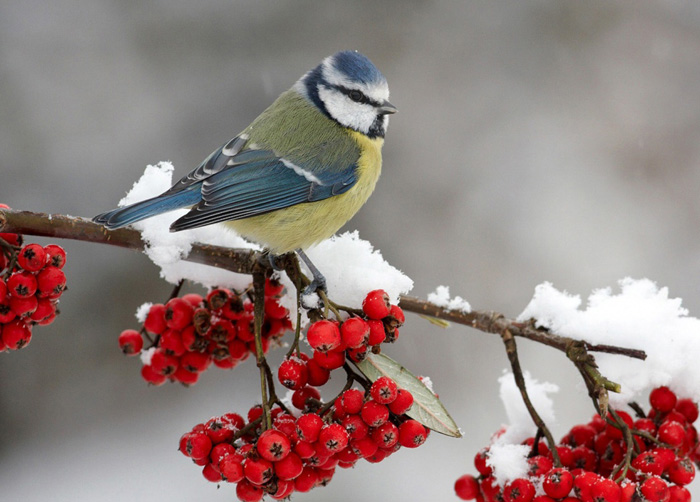 «…Й гілка невеличка, де живе-зимує чепурна синичка». Фото з сайту znaj.ua