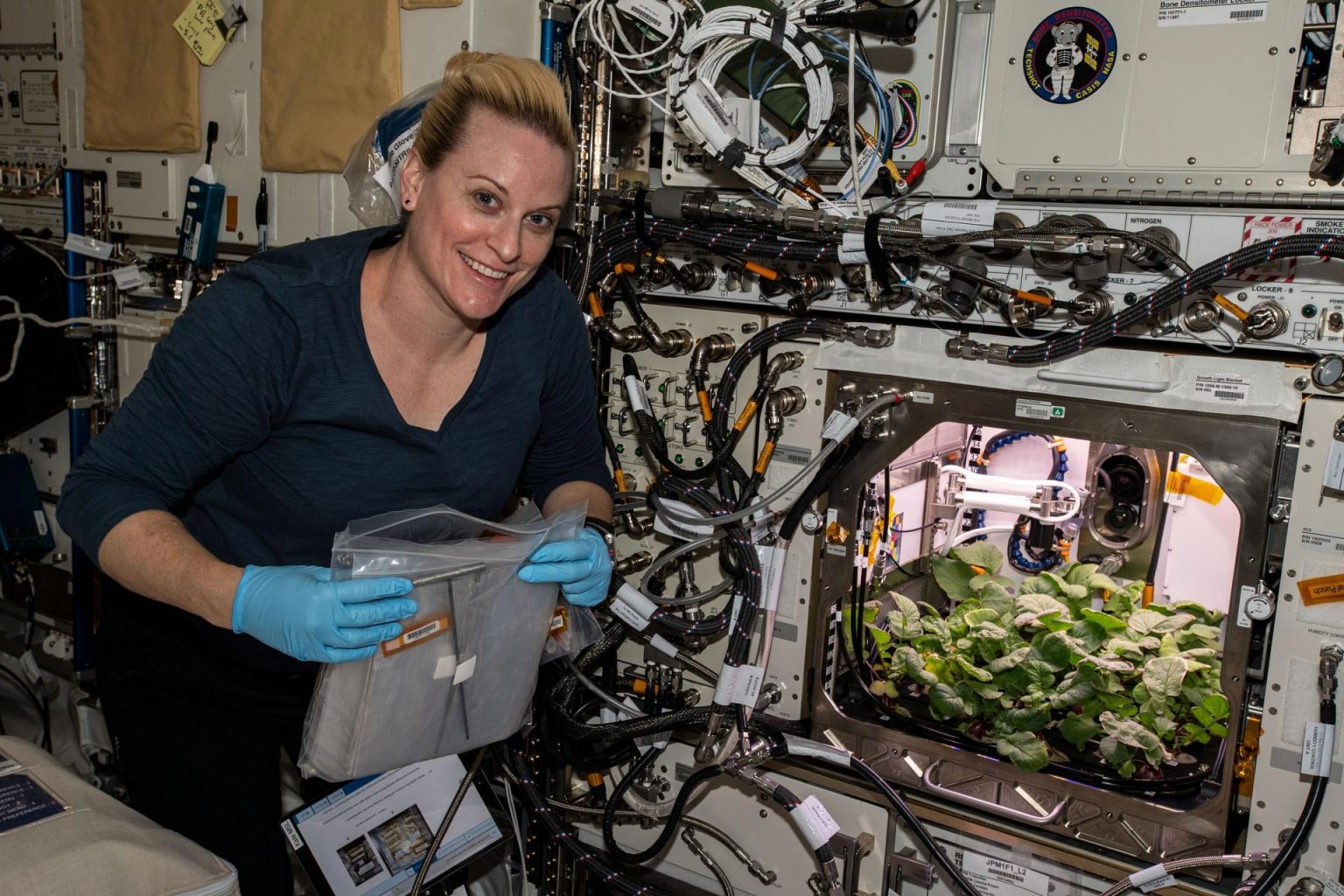Кейт Рубінс зібрала редиску, що виросла в середовищі Advanced Plant Habitat © NASA