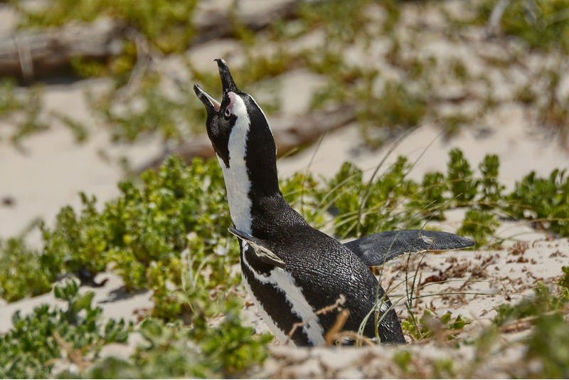 Очковий пінгвін гукає на своїх товаришів
