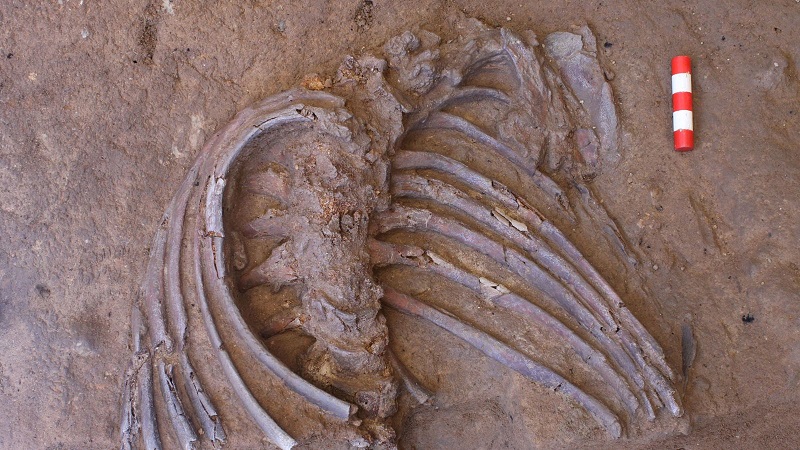 В Іраці виявили детальний скелет неандертальця. Фото: sciencealert.com