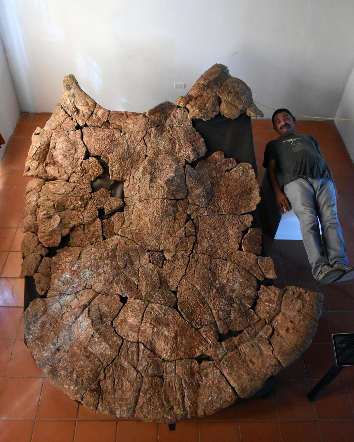 Палеонтолог Родольфо Санчес і панцир самця гігантської черепахи Stupendemys geographicus з Венесуели, виявлений в родовищах віком 8 мільйонів років. Credit: Edwin Cadena