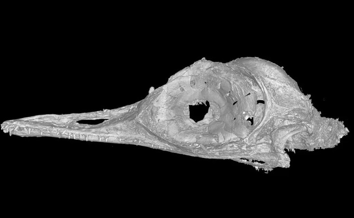 Череп Oculudentavis khaungraae: видно довгий ряд зубів, і склеротікальне кільце в очній западині / © Xing et al., 2020