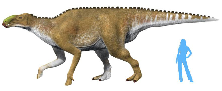Так виглядав Kamuysaurus — рід качкодзьобих динозаврів, що існував у крейдовому періоді.