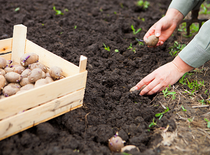 Правильно посадити картоплю — ціла наука. Фото з сайту zelenasadyba.com.ua