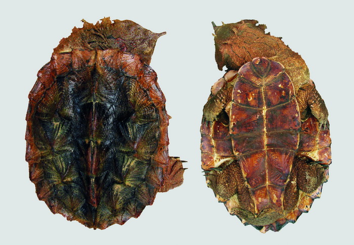Новий вид черепахи матамата, вид зверху і знизу. (Фото: Mónica A. Morales-Betancourt / Instituto de Investigación de Recursos Biológicos Alexander von Humboldt)