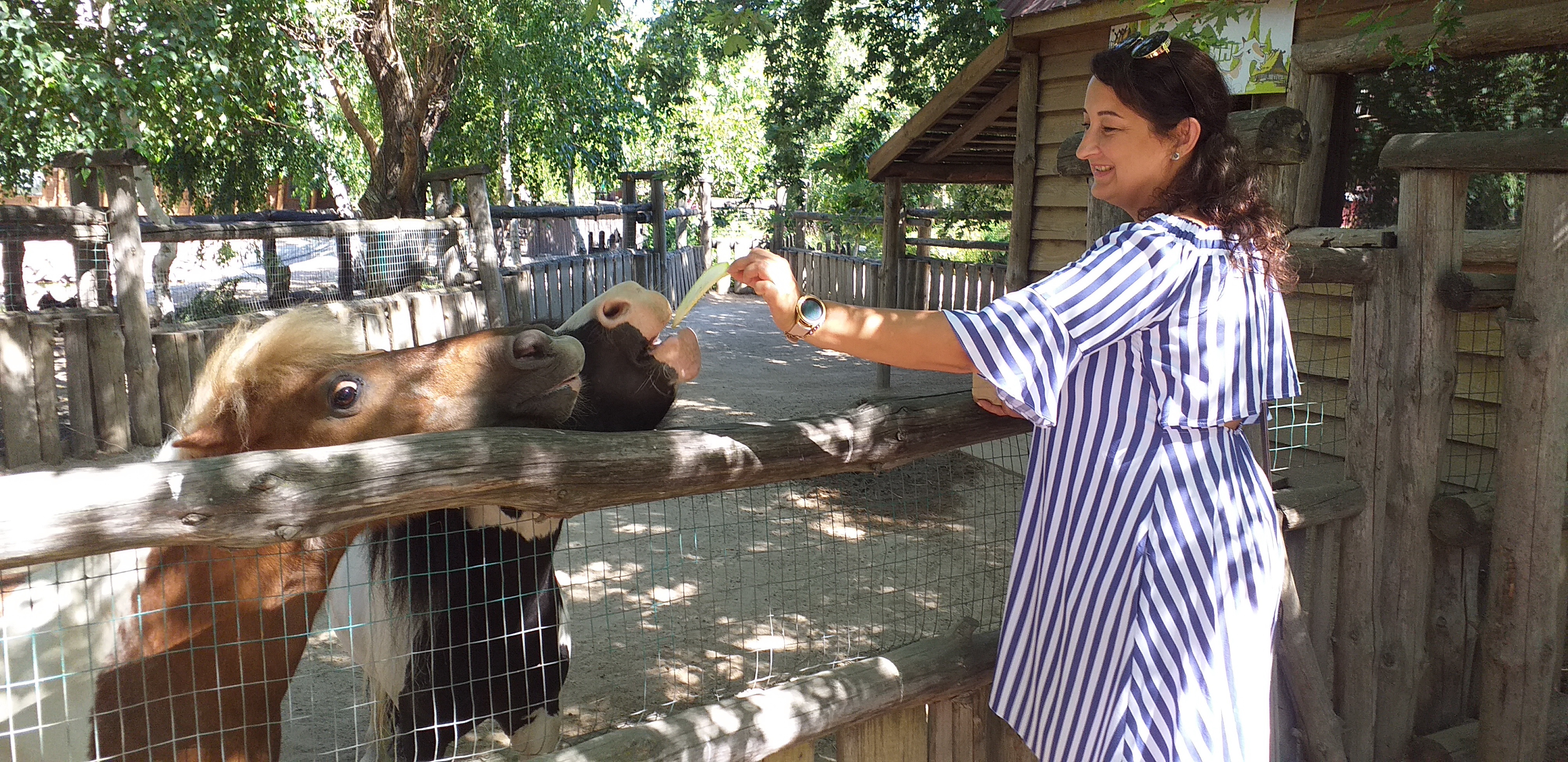 У зоопарку «Сафарі» можна погодувати кумедних тварин