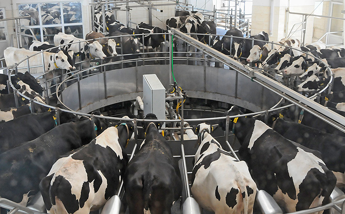 Доїльна зала «Карусель» марки GEA DairyRotor T8900, де одночасно доять 32 корови, — гордість господарства. Фото Олександрa КРЮЧКОВA