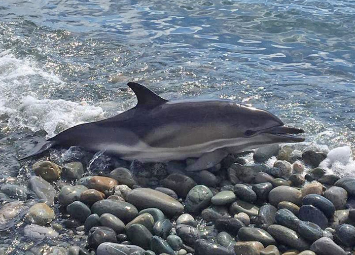 З початку року на кримське узбережжя викинулися на берег 404 дельфіни, з них 22 живими. Фото з сайту allcrimea.net