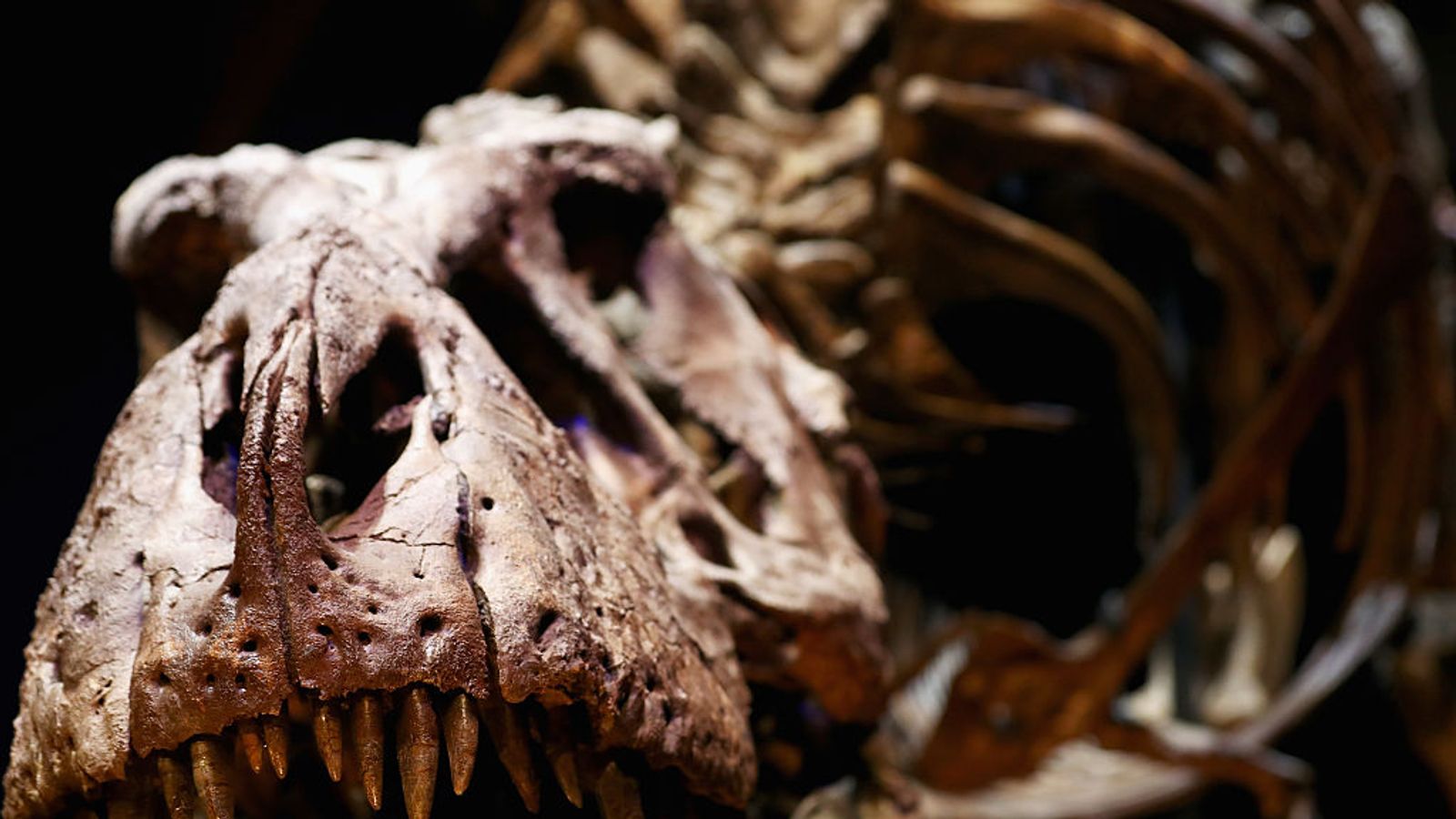 Експерти стверджують, що тварина була близьким родичем тиранозавра рекса
