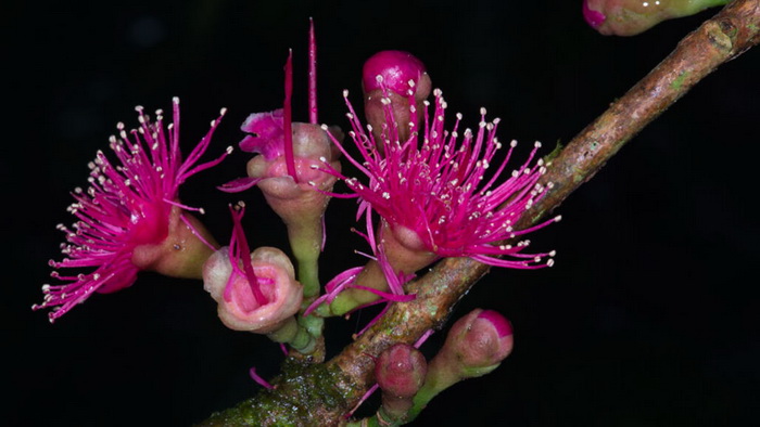 Квітка з роду – одного з найчисленніших рослинних видів Нової Гвінеї. (Фото: Yee Wen Low, Rodrigo Cámara-Leret et al., Nature, 2020)