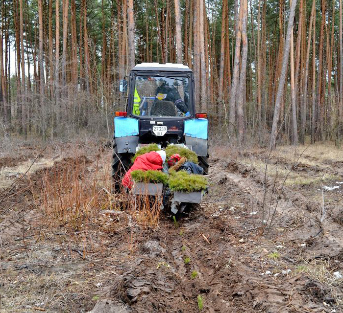 Сіянці лісових культур висівають механізовано. Фото надав автор