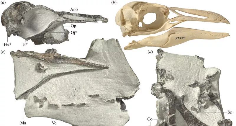  Скам'янілості пінгвіна віком 3 мільйони років (череп і кістка крила), знайдені на Північному острові Нової Зеландії. 