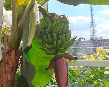 Банани в Черкасах почуваються чудово завдяки дбайливим рукам «азотівців». Фото з сайту kray.ck.ua
