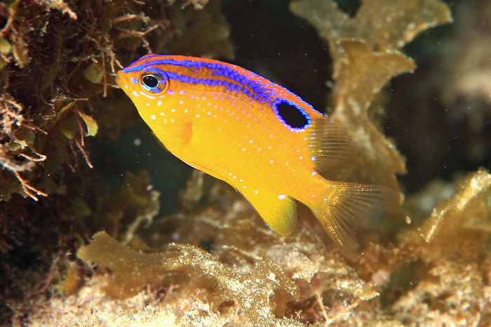 Stegastes diencaeus. (Фото: LASZLO ILYES / Flickr.com)