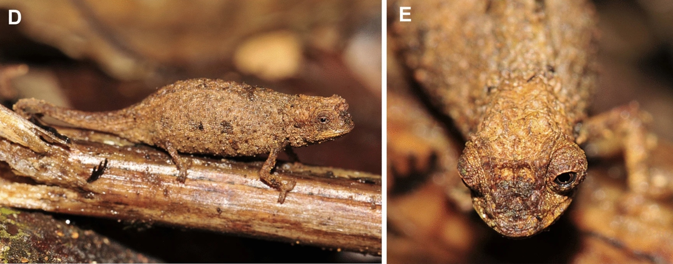 Brookesia nana: життя в природі. (B,C) чоловічий голотип (ZSM 1660/2012). (D, E) жіночий паратип (UADBA-R / FGZC 3752). 
