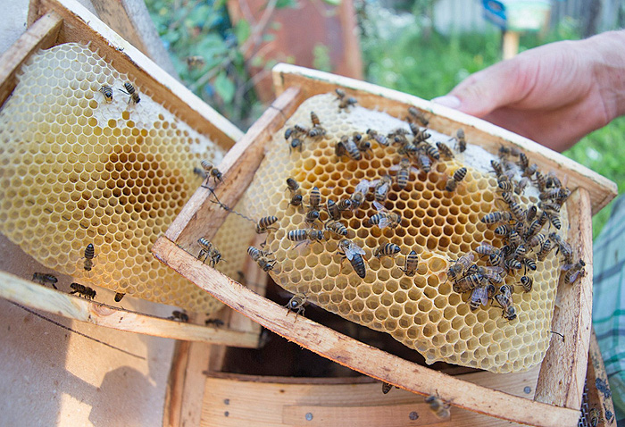 Карпатські бджоли на пасіках дають до 100 кг меду за сезон. Фото з сайту uley.in