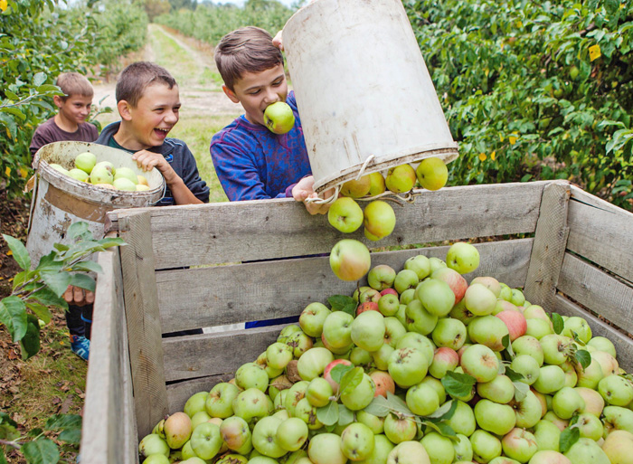 Якщо яблука їсти, вони зміцнюють імунітет, а якщо збирати — дружбу. Фото з сайту wp.com