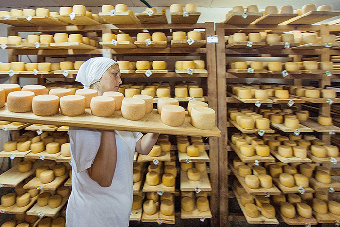 Ціна і якість сиру напряму залежать від вартості і якості молока. Фото з сайту seeds.org.ua